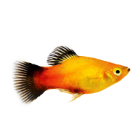 Imagem do produto Platy